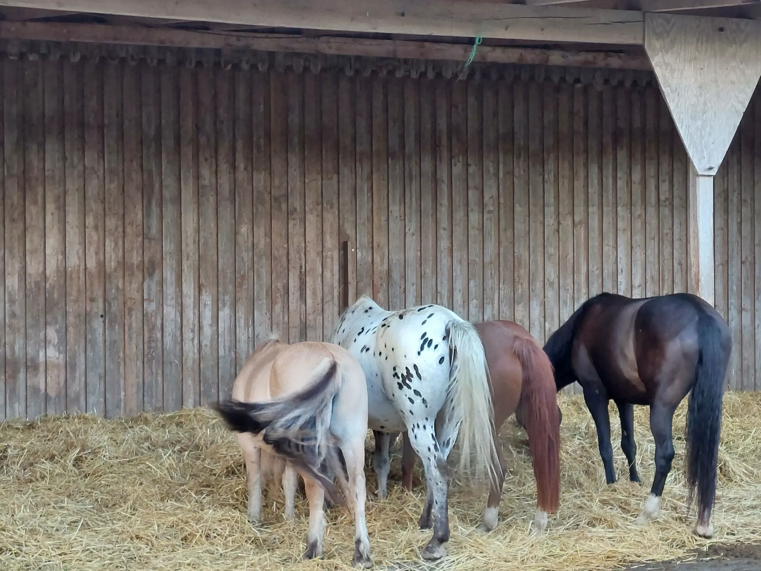 reitstall bei münchen 4