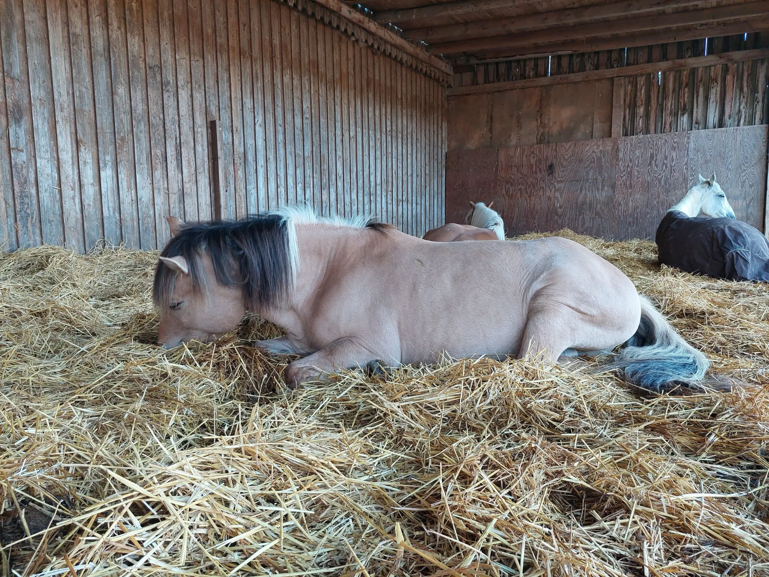 reitstall bei munchen 6